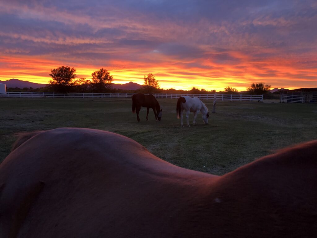 Kingston Ranch - horses at sunset